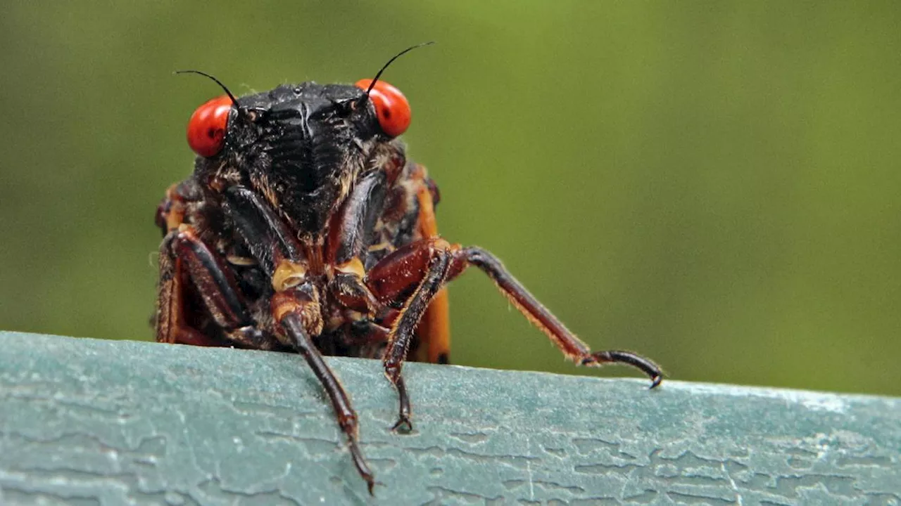 El curioso animal que después de más de mil años volvió a brotar en Estados Unidos