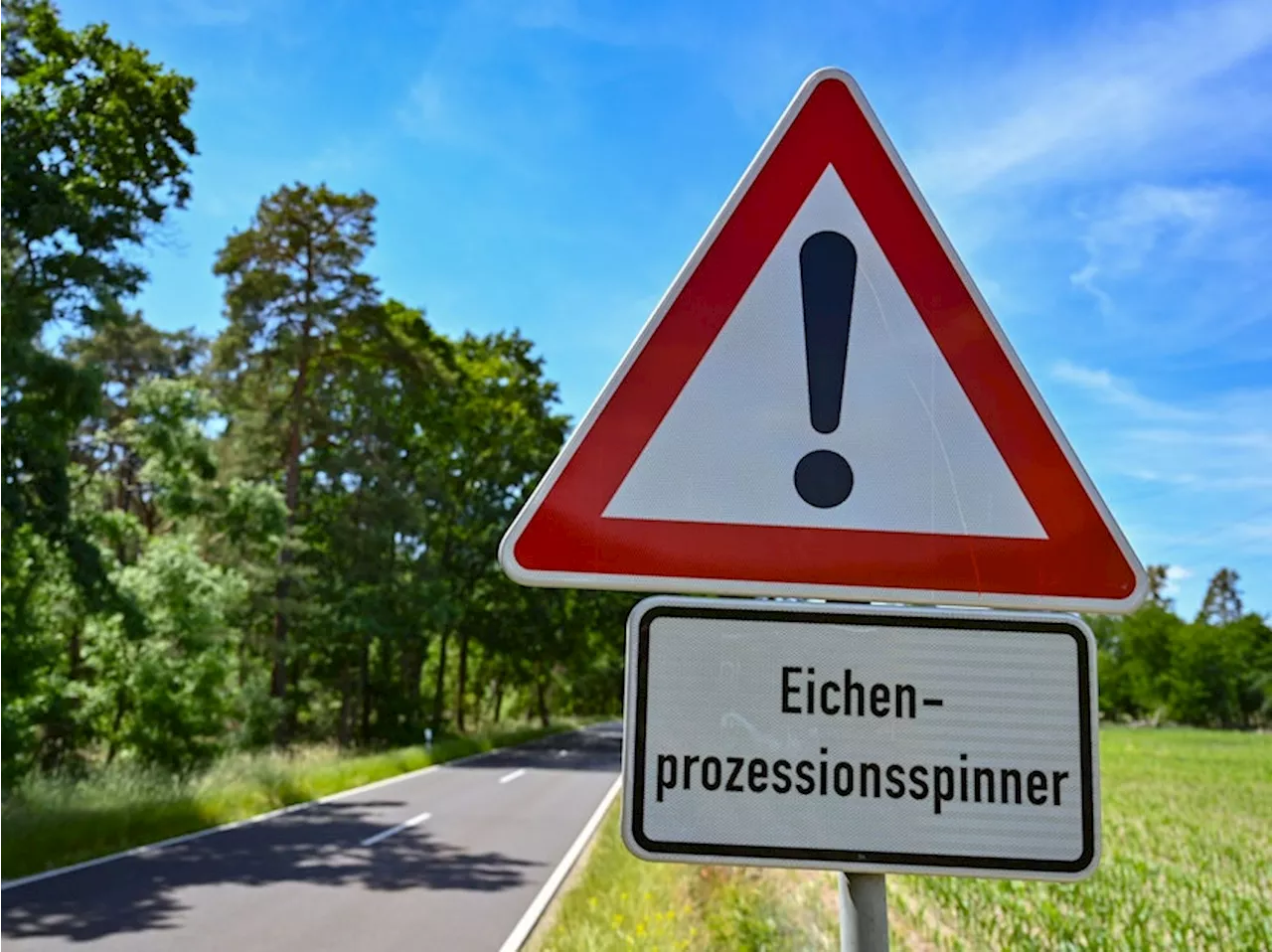 Kampf gegen Eichenprozessionsspinner beginnt