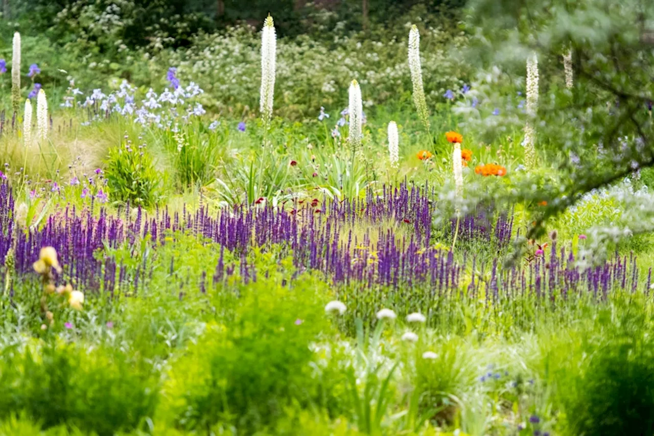 Nix mit Kirschlorbeer & Flieder: Diese Pflanzen sind bienenfreundlich