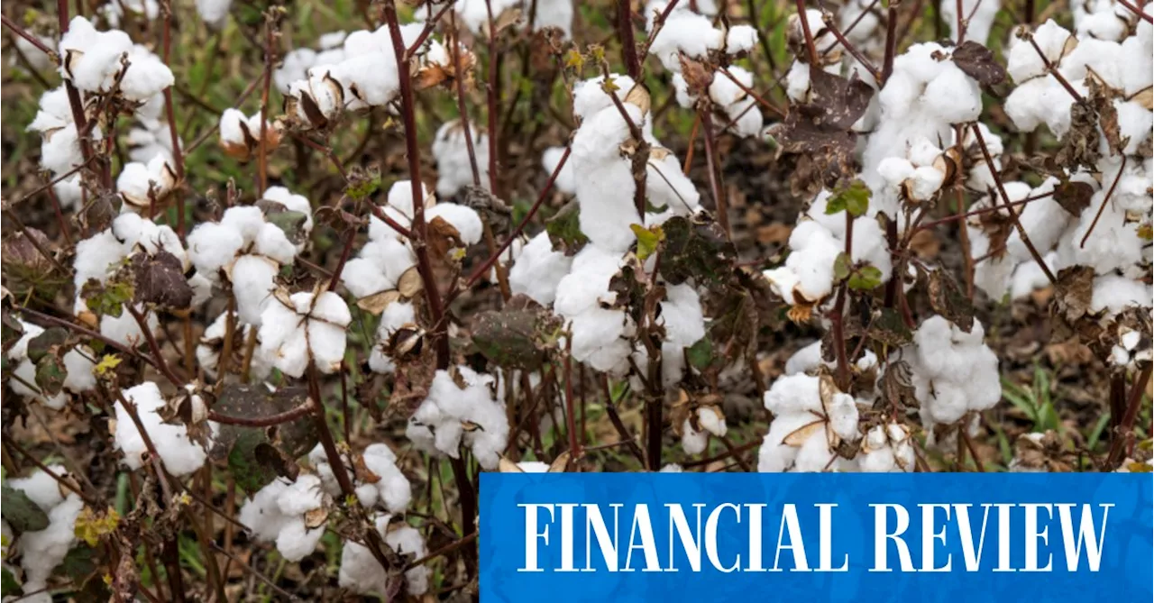 Louis Dreyfus confirms higher bid at Namoi Cotton