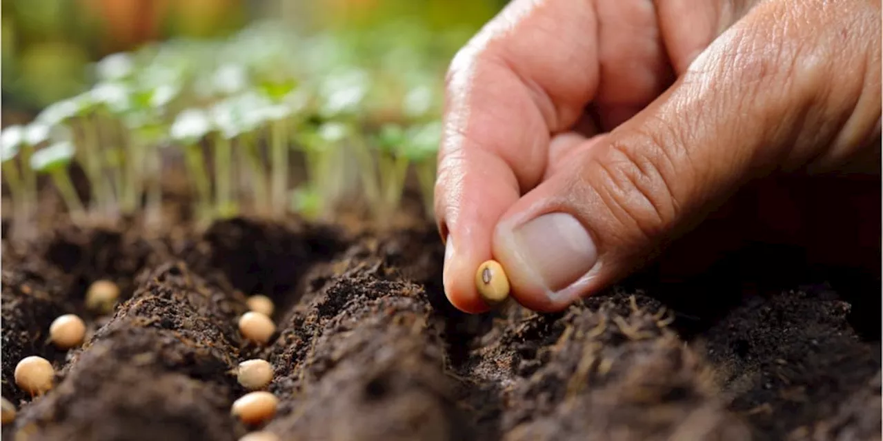 Tipps für einen grünen Garten: Wie Zimt Ihre Pflanzen schnell wachsen lässt