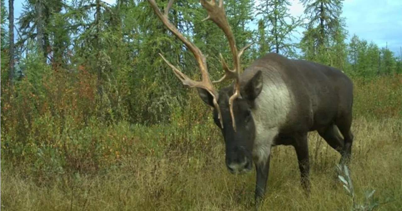 Climate change, not habitat loss, may be biggest threat to caribou herds: study