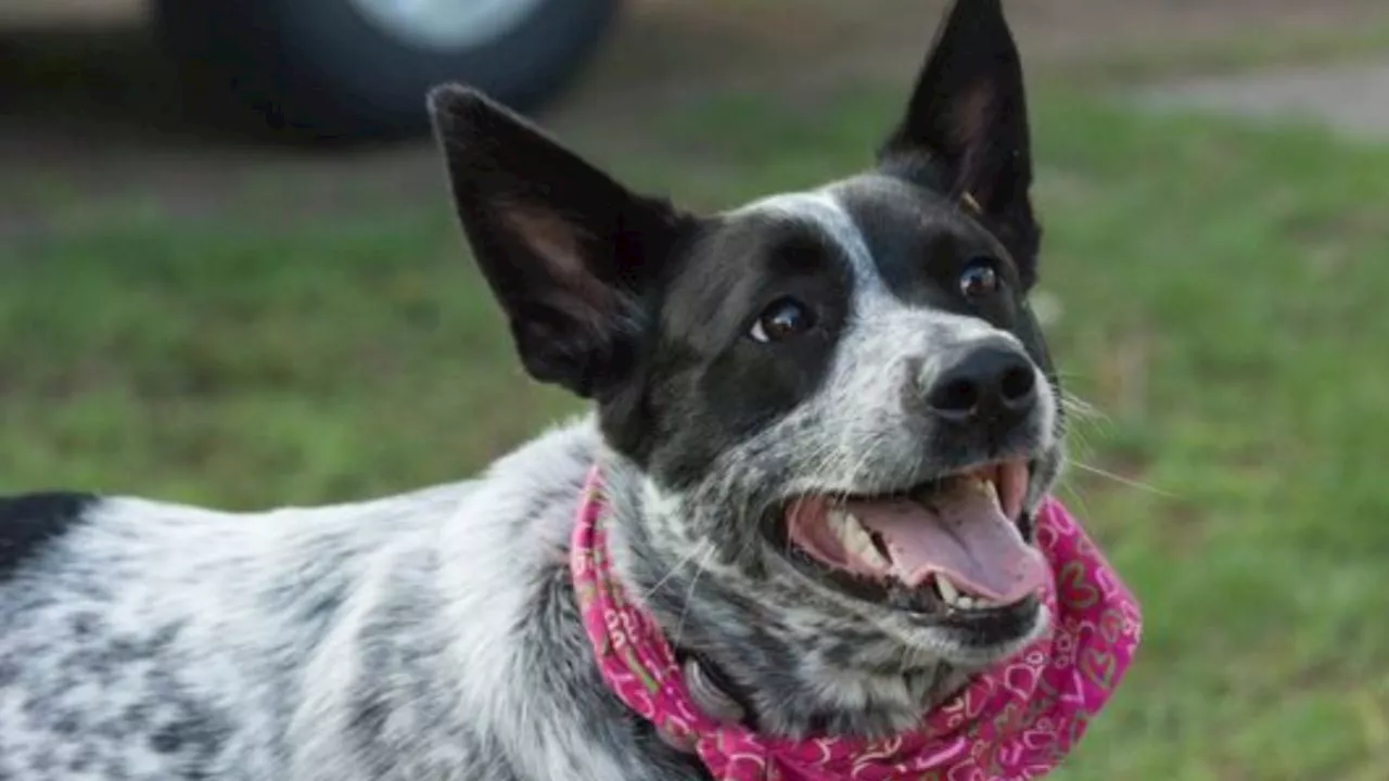 La mejor raza de perro para tener como mascotas, según veterinarios