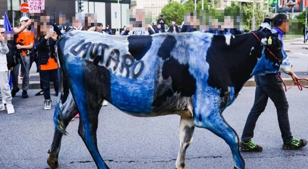 Mucca imbrattata alla festa scudetto dell'Inter, rabbia animalisti: «Vergogna a Milano»