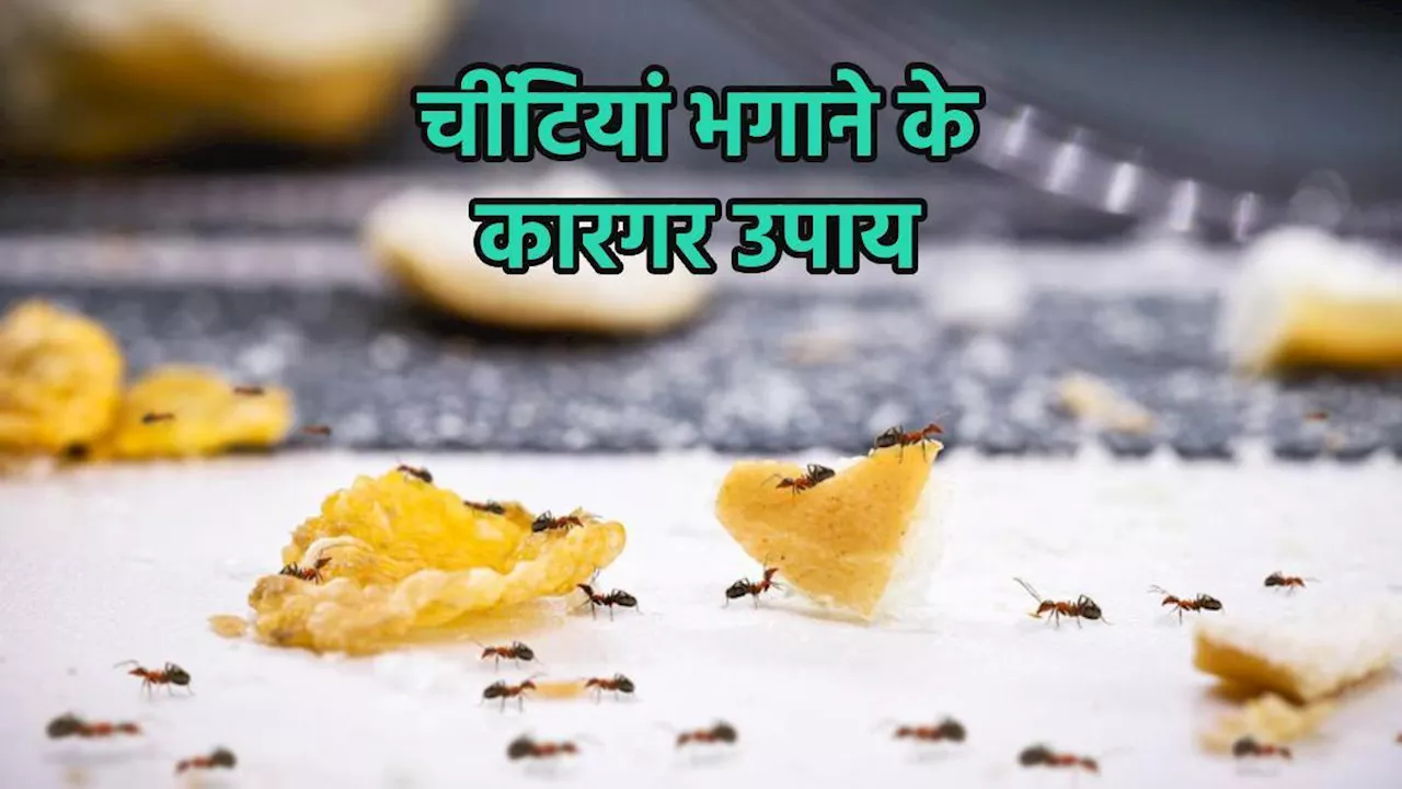 Natural Ant Repellents: लाल हो या काली, इन तरीकों से दिखाएं, चींटियों को बाहर का रास्ता