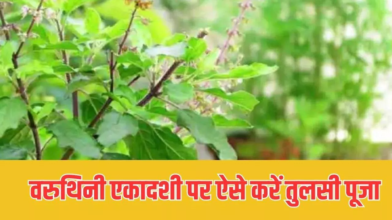 Varuthini Ekadashi 2024: वरुथिनी एकादशी के दिन घर पर करें इस विधि से तुलसी पूजा, सभी दुखों से मिलेगा छुटकारा