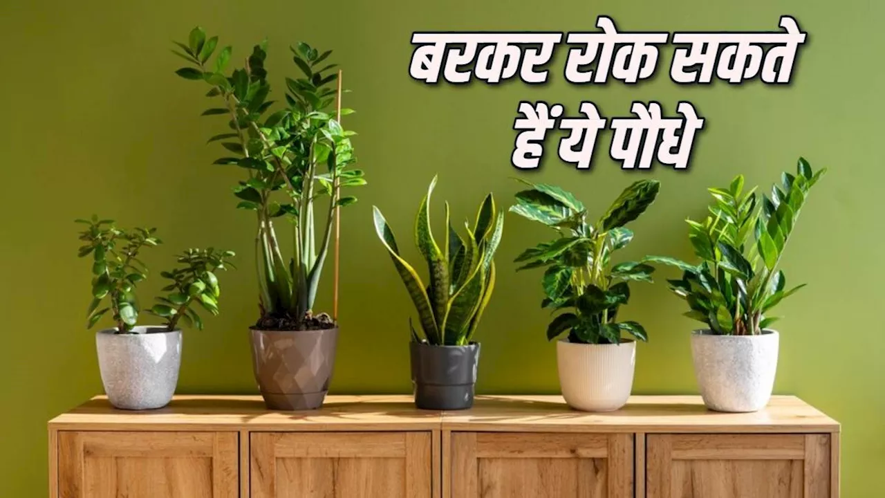 Vastu Tips for Plants: ये पौधे रोक सकते हैं आपकी बरकत, तुरंत कर दें घर से बाहर