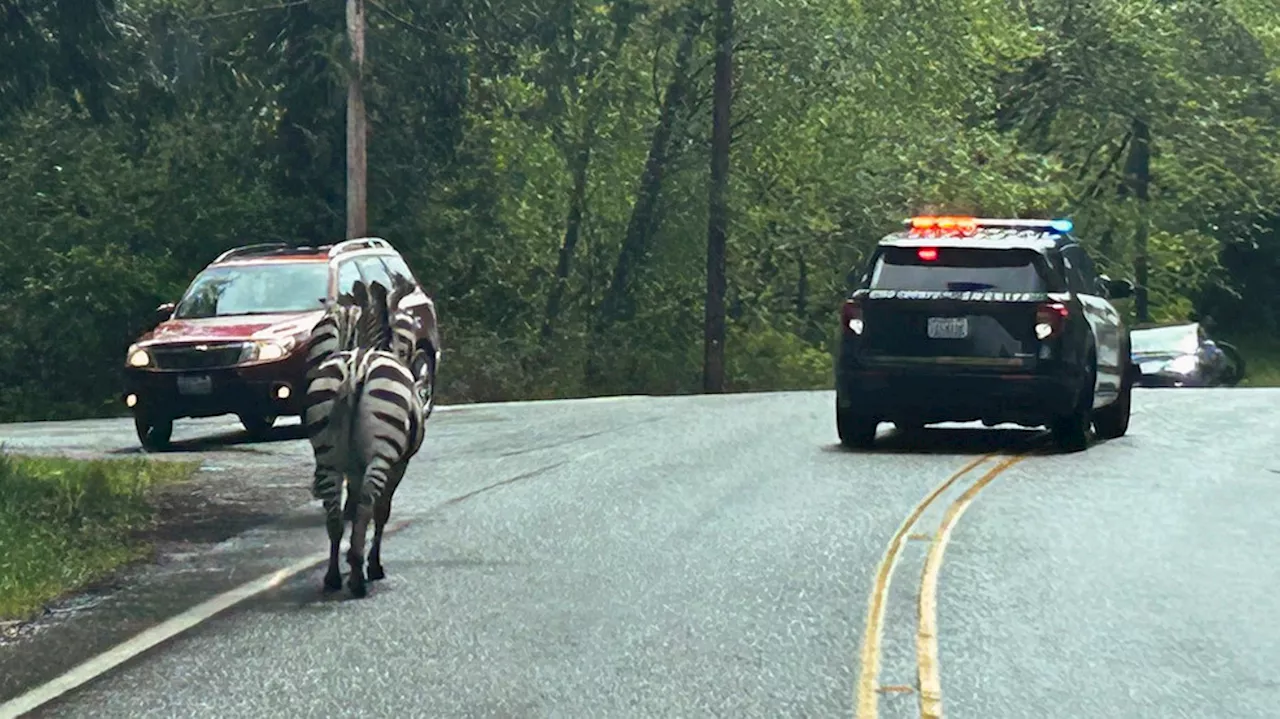 Search expands for runaway zebra after interstate escape near North Bend