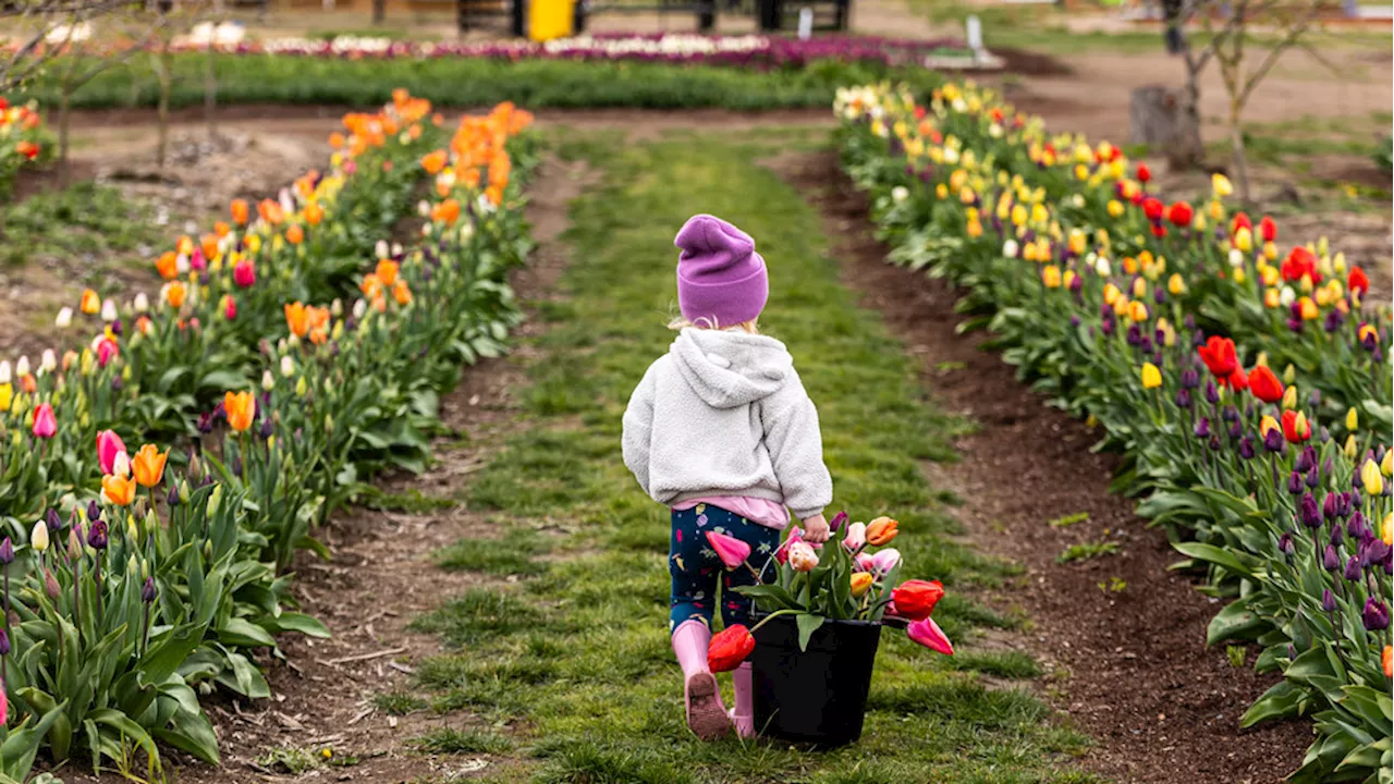 Tulip Valley Farms extends bloom season with discounted entry, all-you-can-fit buckets