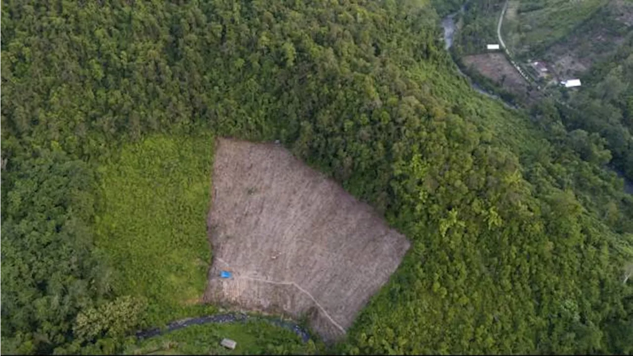 Deforestasi di Indonesia Meningkat Tahun Lalu, namun Analis Lihat Perbaikan Besar secara Keseluruhan