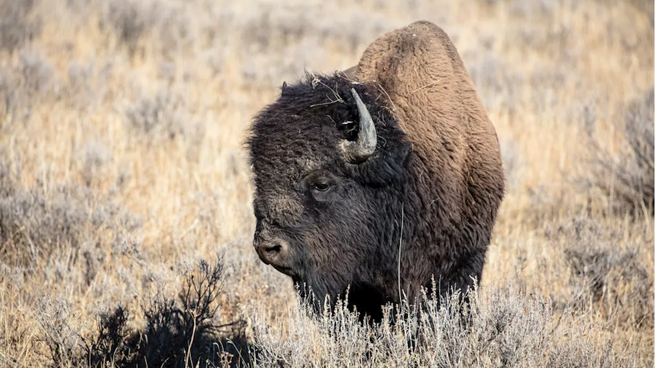 Two arrested at Yellowstone National Park after reportedly disturbing herd of bison