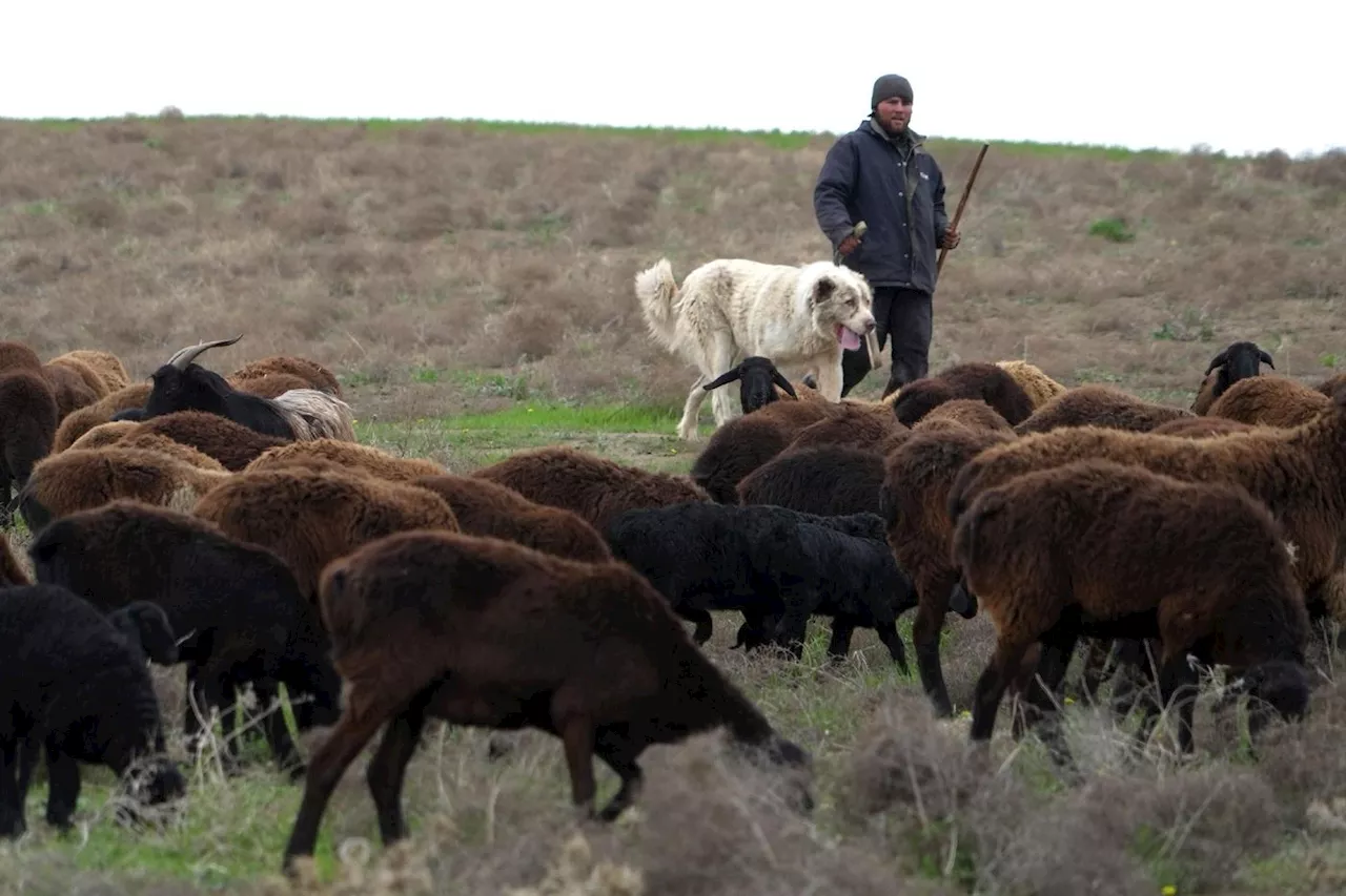 Le mouton géant du Tadjikistan, allié de l'environnement