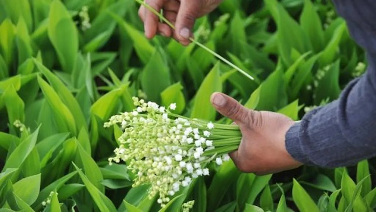 VIDEO. Des cambrioleurs filmés pendant 5 heures en train de voler du muguet, à quelques jours du 1er mai