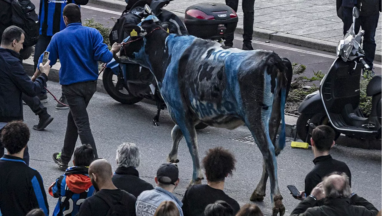 Una mucca nerazzurra alla festa dell'Inter, gli animalisti presentano una denuncia: 'È maltrattamento'