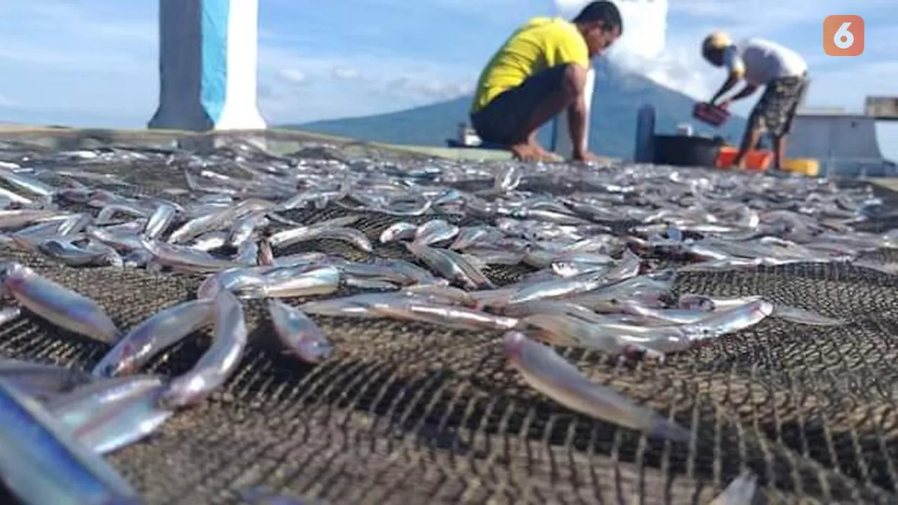 Konsumsi Ikan Teri Diklaim Bisa Cegah 750 Ribu Kematian hingga 2050, Pakar: Datanya Masih Lemah