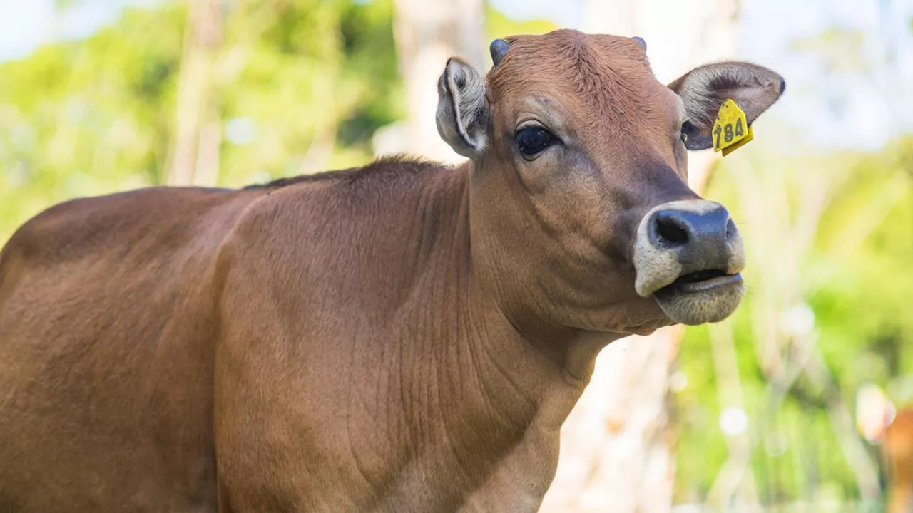 Sapi yang Sedikit Kentut Bisa Bantu Kurangi Pemanasan Global, Begini Studi Barunya