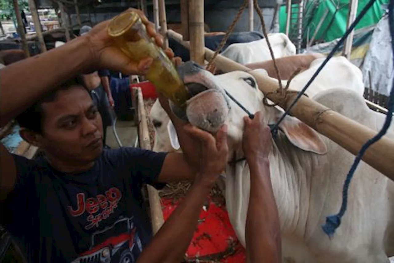 Jelang Idul Adha, DKI Gandeng IPB Petakan Distribusi Hewan Kurban