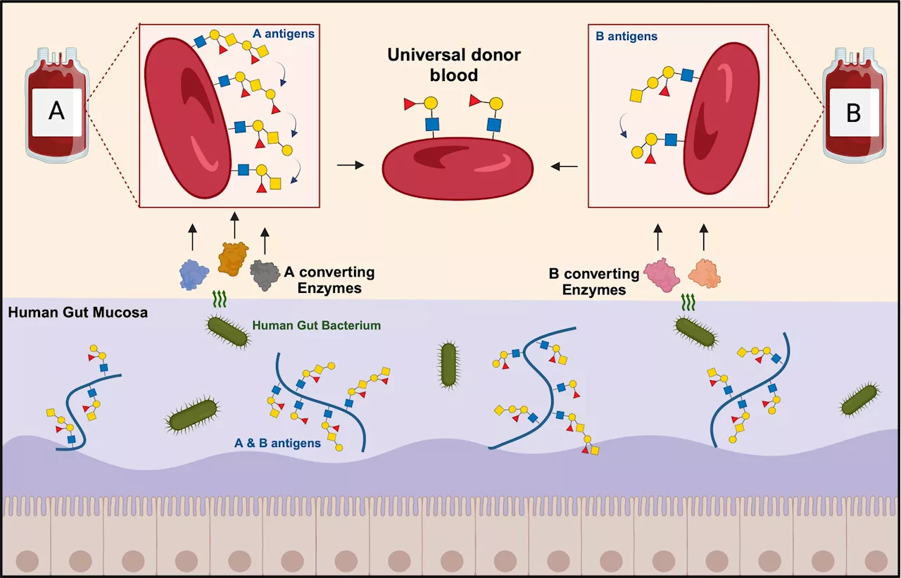 Researchers discover enzymes that open new path to universal donor blood