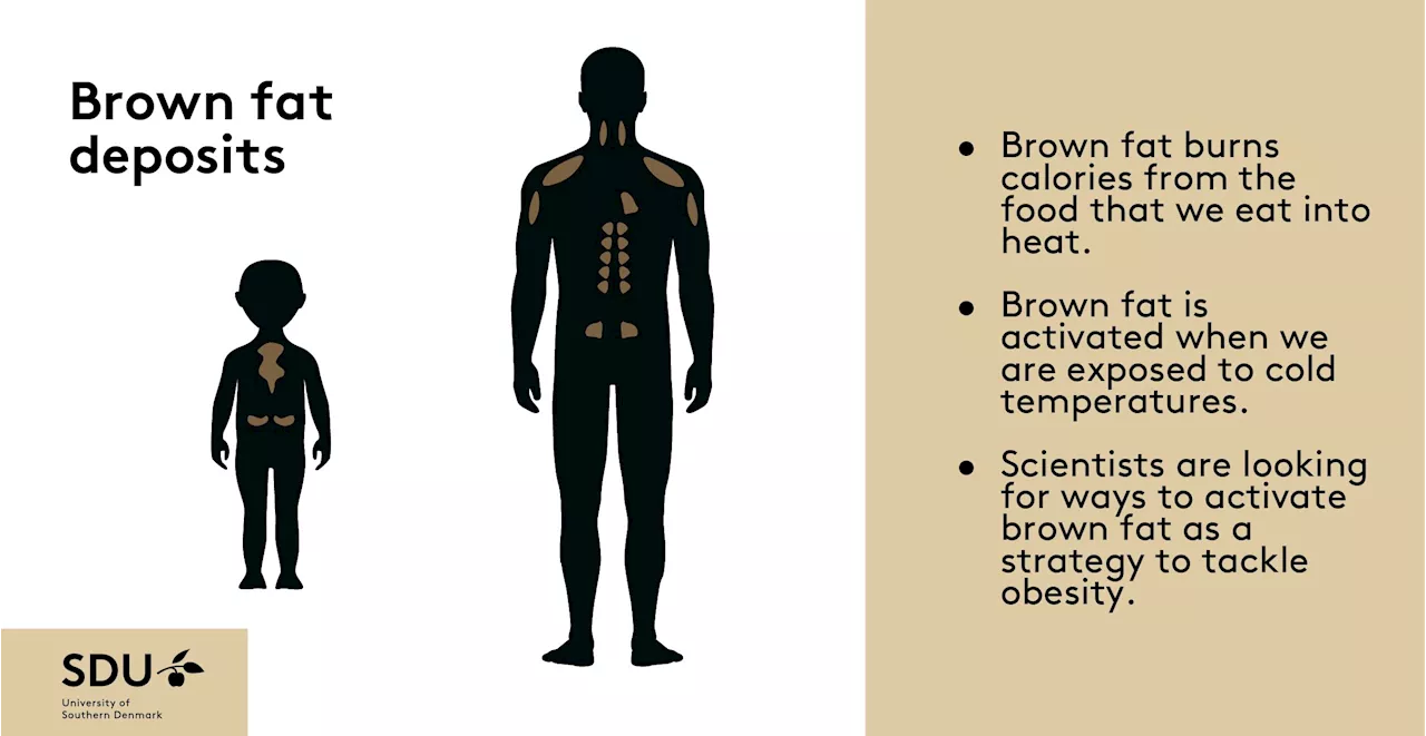 Researchers from Denmark and Germany find brown fat's 'off-switch'