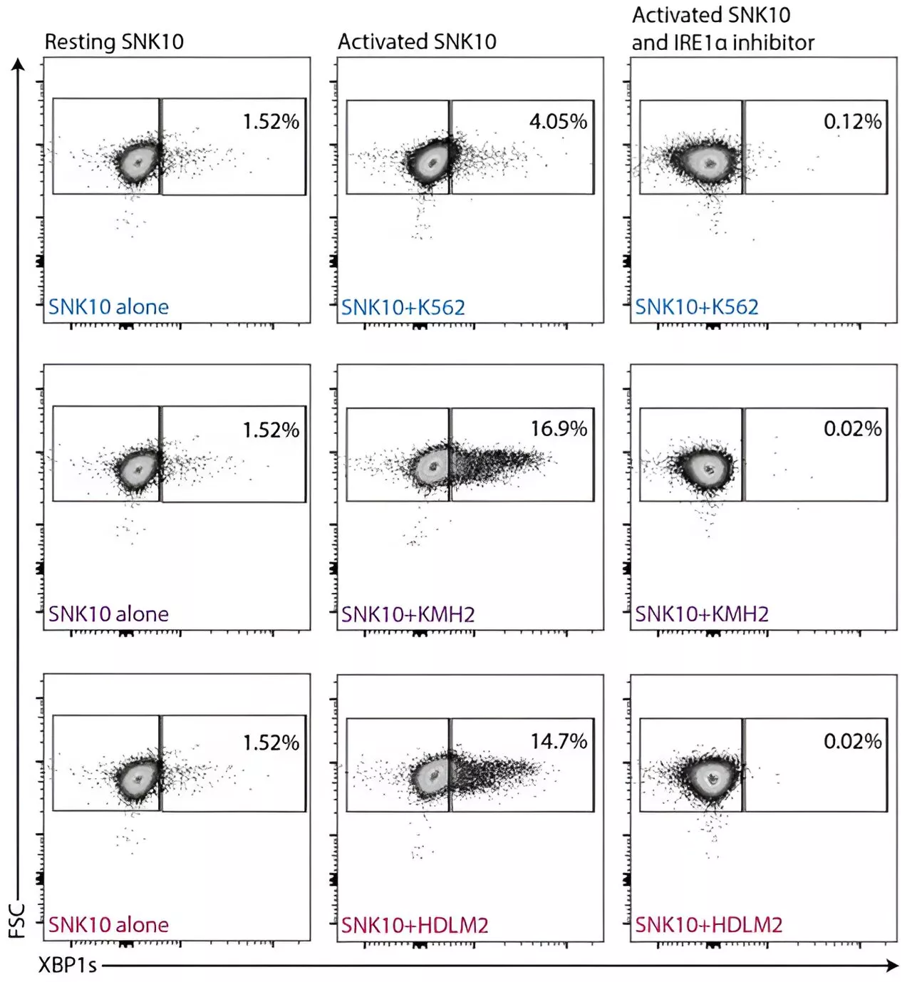 Researchers uncover molecular mechanism of natural killer cell dysfunction in Hodgkin lymphoma