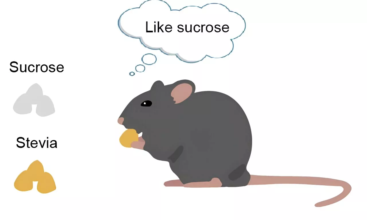 Study suggests that stevia is the most brain-compatible sugar substitute