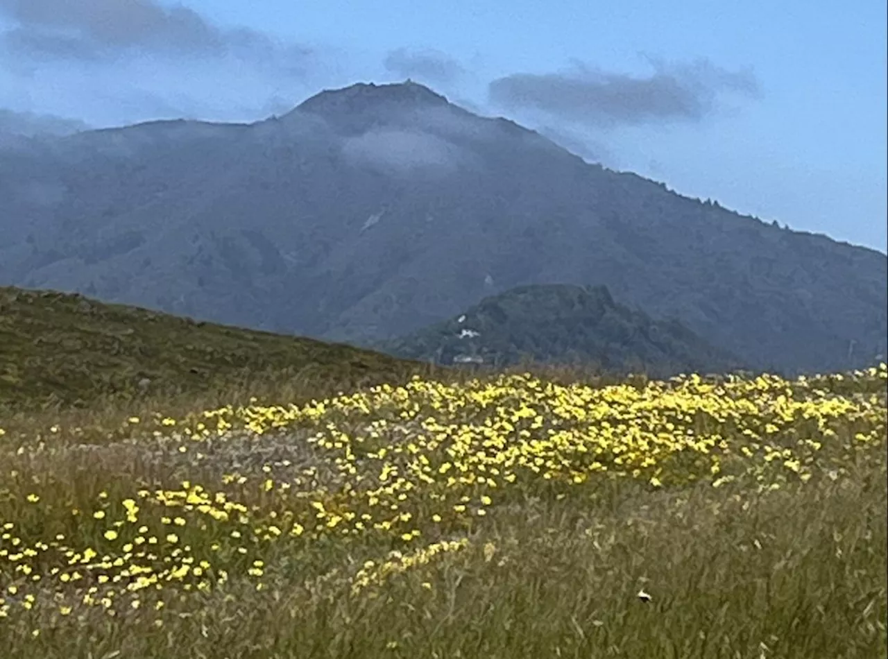 Marin hike: A spectacular hike on Ring Mountain