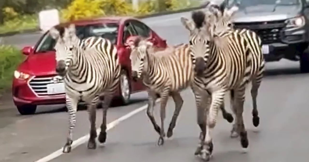 Washington state runaway zebras captured, but one is still missing