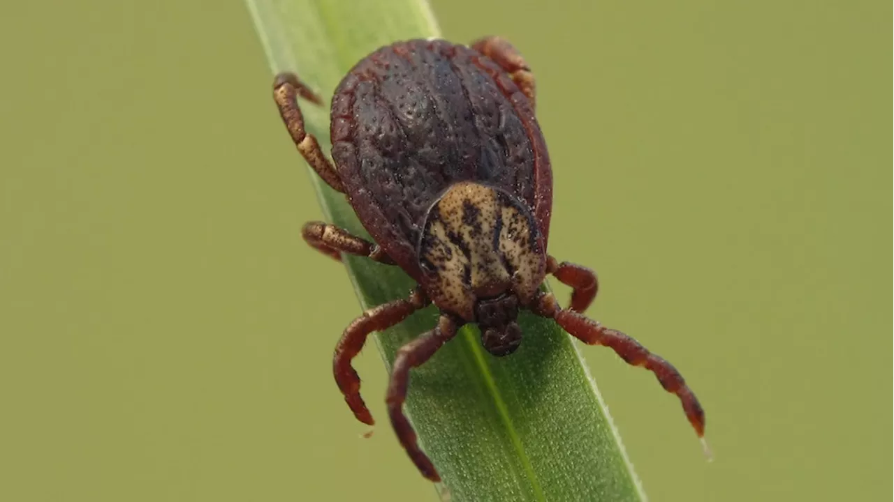 TICK ALERT: Warming weather raises risk of Lyme disease and Rocky Mountain fever