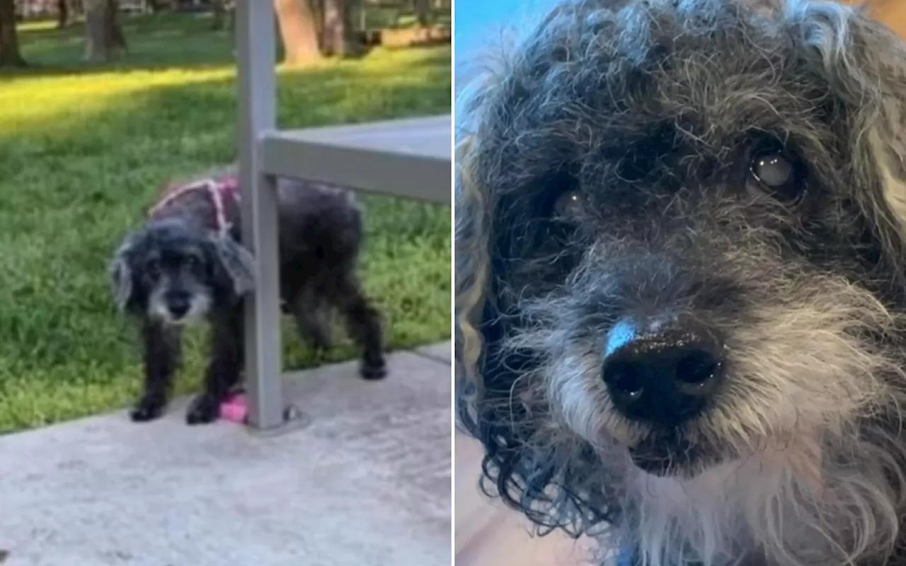 Blind and Deaf Senior Dog Found Tied to Park Bench With Heartbreaking Note