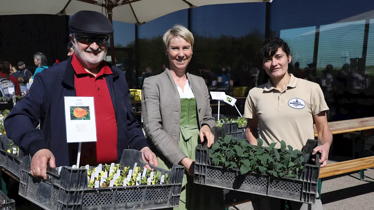 Hobbygärtner stürmten Pflanzenmarkt in Niedersulz