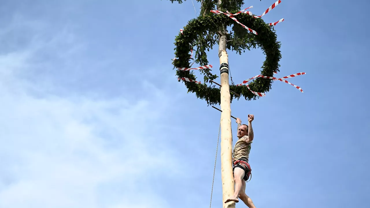 Maibaumsteigen in Weinburg: In 37 Sekunden die Spitze erreicht