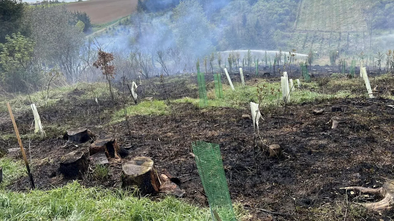 Schweinburg: Wehren bei Waldbrand gefordert