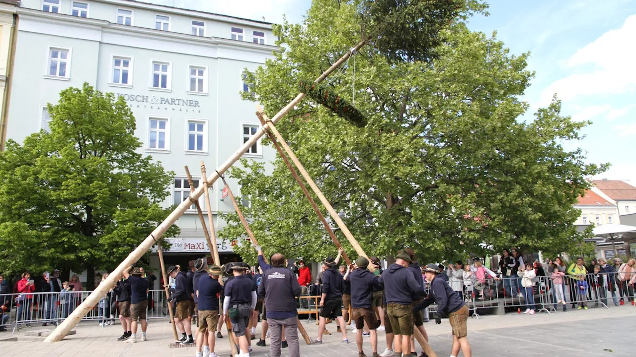 Wiener Neustädter Maibaum wurde aufgestellt