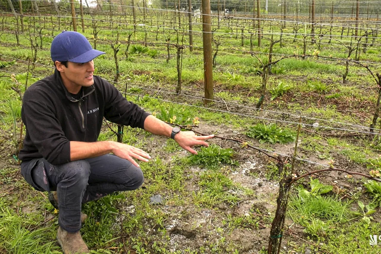 B.C. winery focuses on Fraser Valley grapes post-cold snap