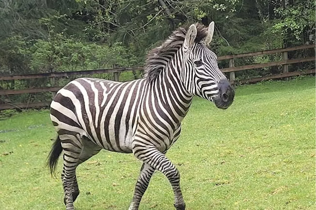 Zebras get loose near highway exit, gallop into Washington community before most are corralled