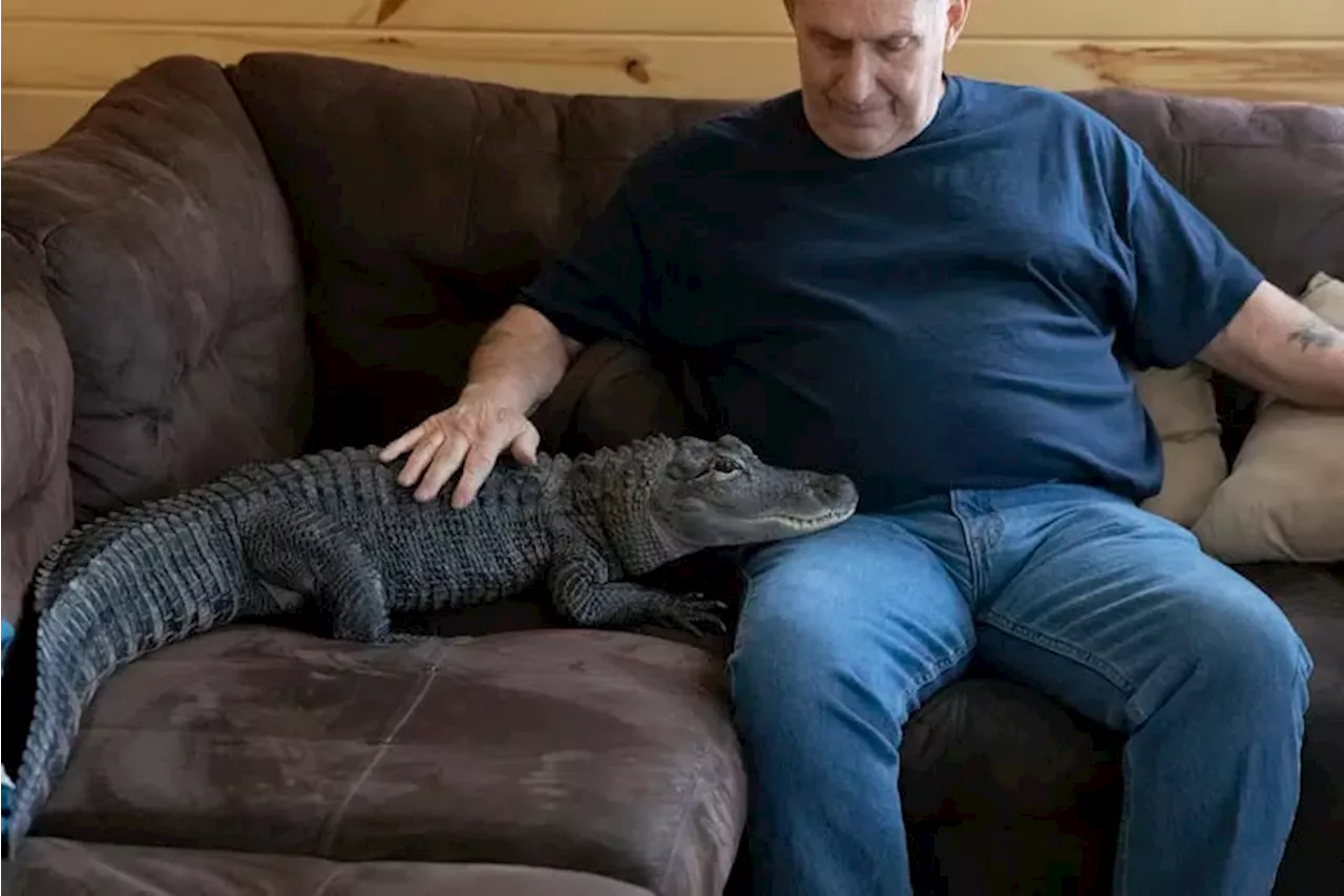 Wally — Pa.’s famous emotional support alligator — is missing after being stolen from enclosure, owner says