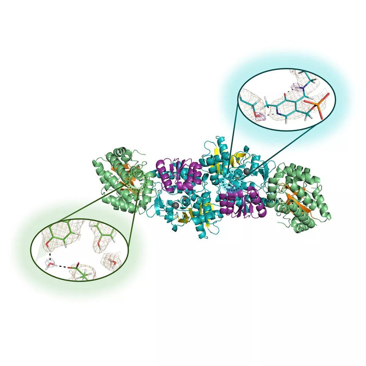 Microgravity-grown crystals reveal new insights into protein structures