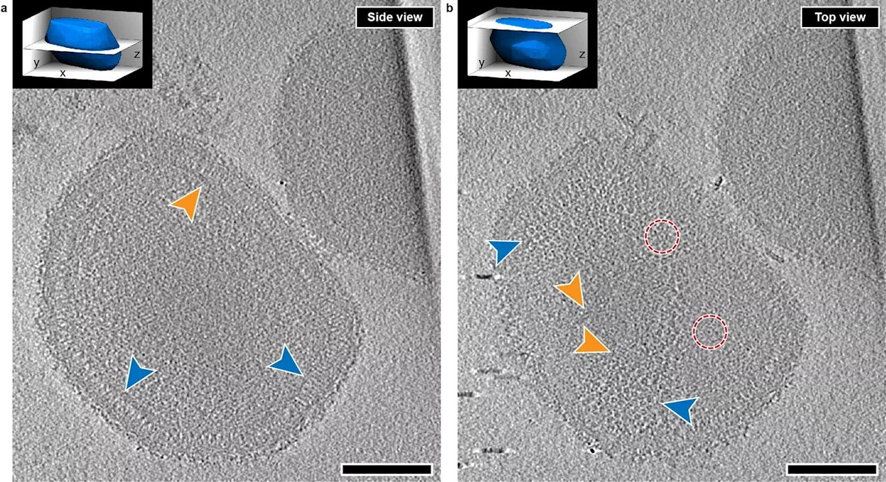 Vaccinia virus: New insights into the structure and function of the poxvirus prototype