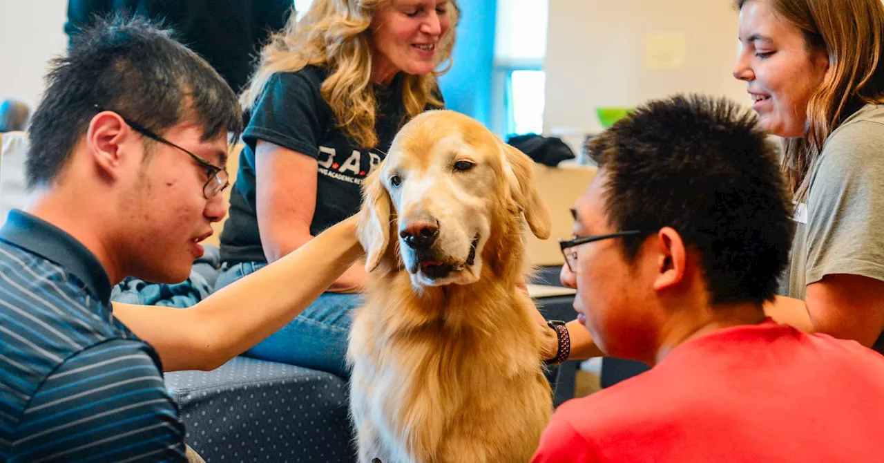 Personal Perspective: What are the benefits of dogs in college classrooms?