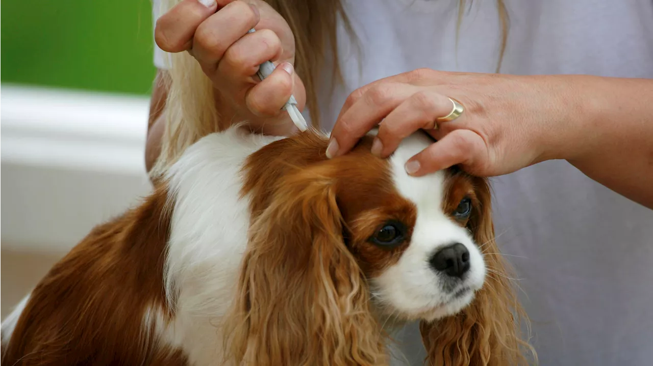 Gefährliche Zecken entfernen bei Hunden: „Höhle der Löwen“ Produkt TickSafe im Tierheim-Check