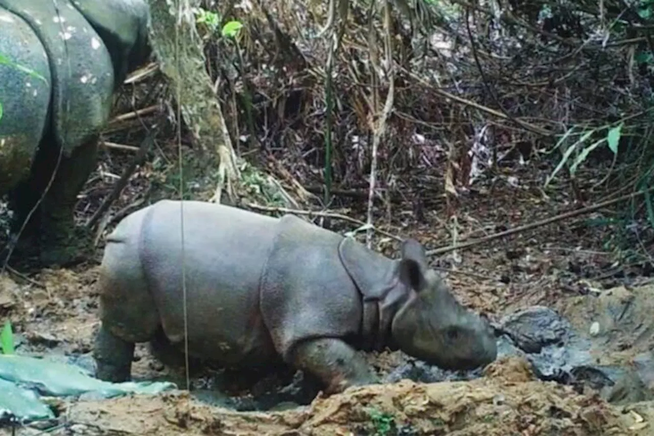 A single gang of poachers may have killed 10% of Javan rhinos since 2019