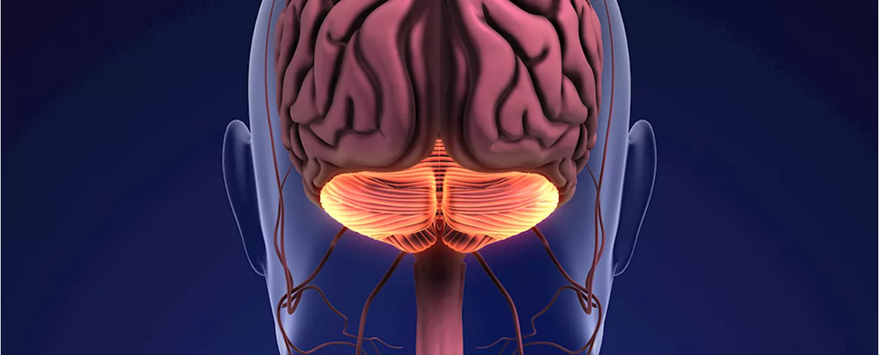 An Unexpected Function Discovered Inside The 'Little Brain' at The Back of Your Head