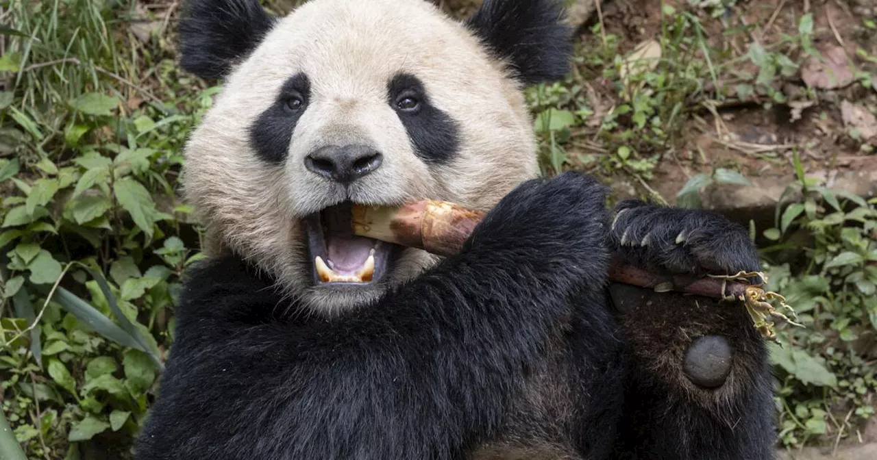 Conoce a Yun Chuan y Xin Zao, los dos pandas gigantes de China que llegan al Zoológico de San Diego