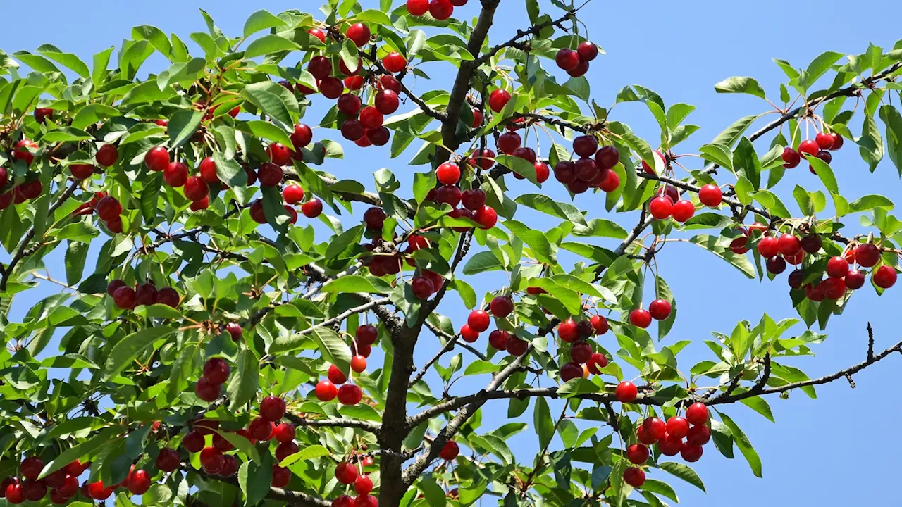 Produção de cerejas afetada pelas mudanças bruscas do tempo na Beira Baixa