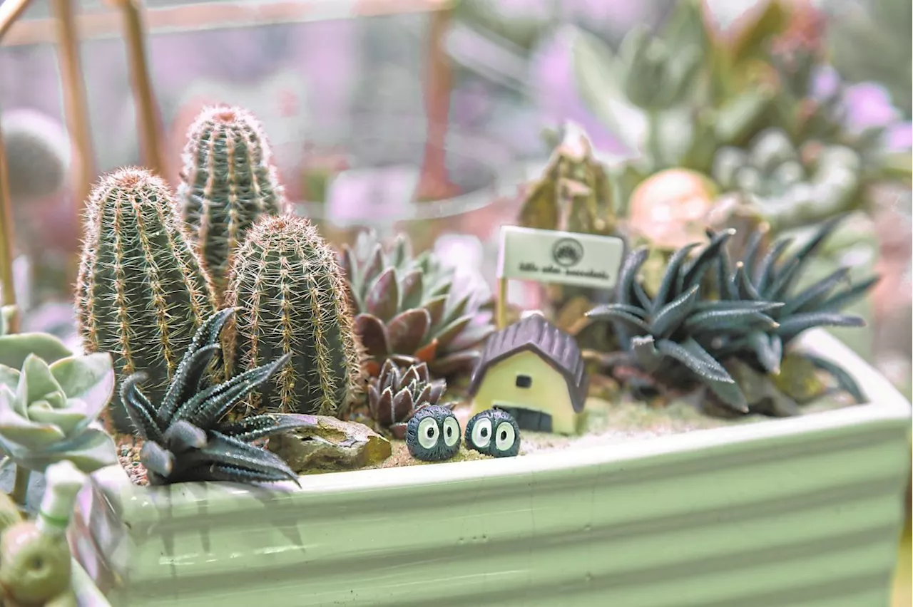 Sharing healing through succulents