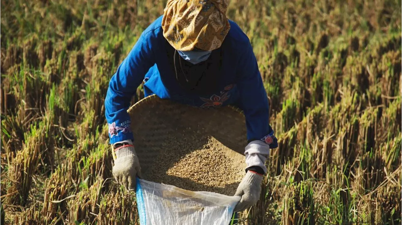 Kinerja BULOG Dipertanyakan, Minim Serap Gabah Petani Padahal Musim Panen Raya