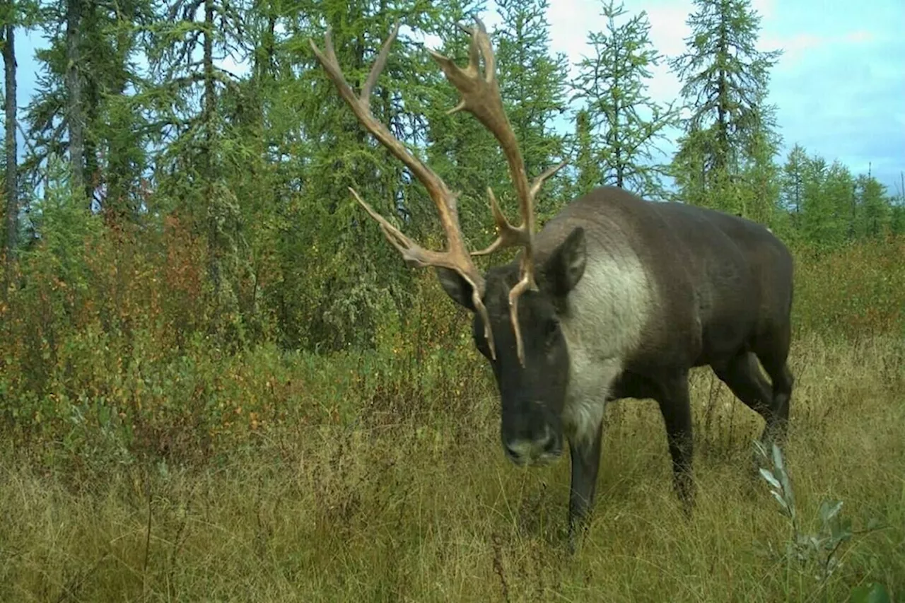 Climate change emerging as biggest caribou threat: study