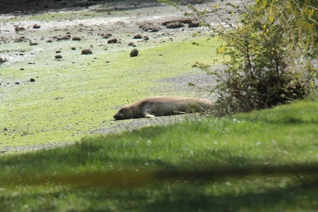 Seal can stay on Greater Victoria beach if he doesn’t ‘go rogue’: DFO