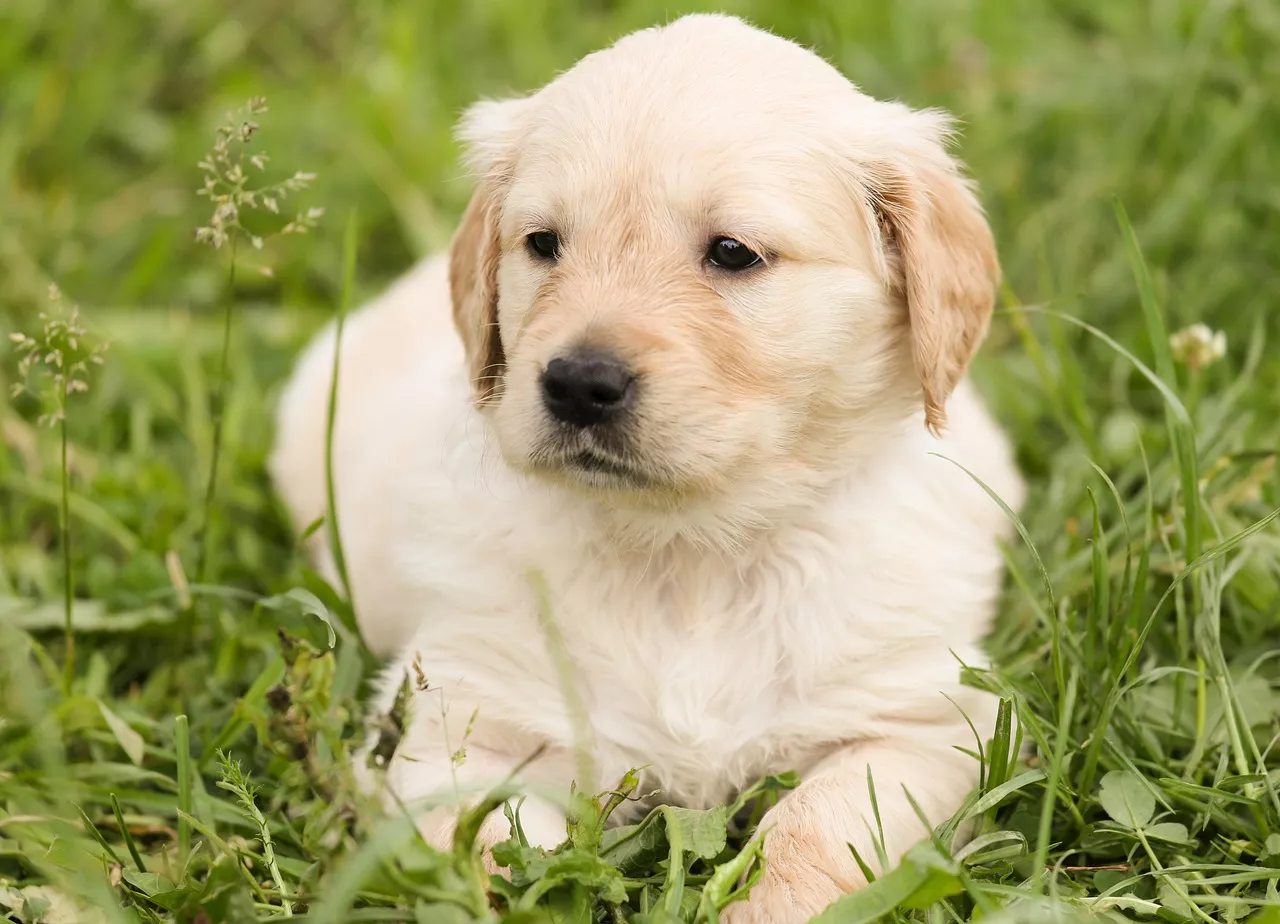 Does your dog have a grass allergy?