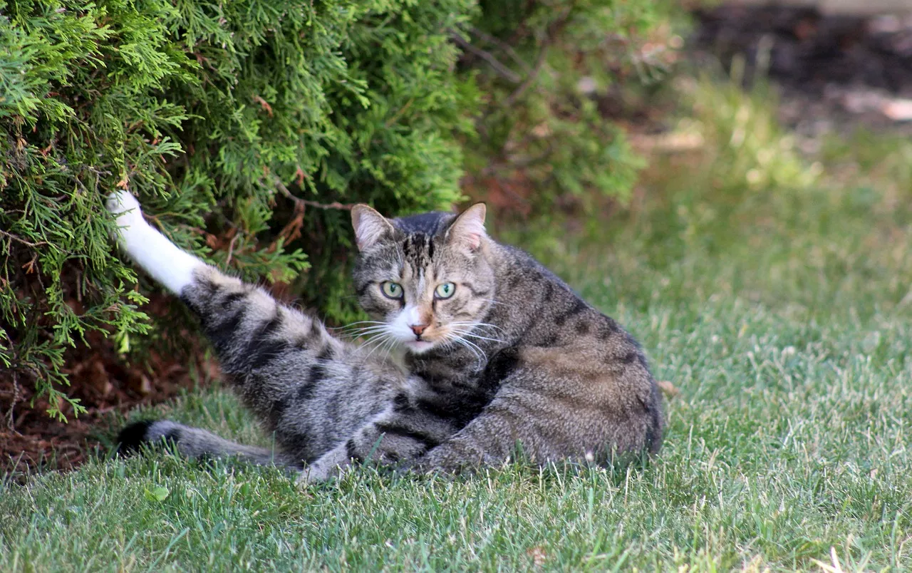 Why exercise is essential for happy and healthy indoor cats